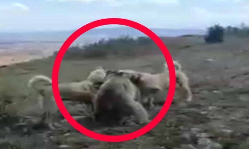 80 Merciless Animal Battles Ever Filmed