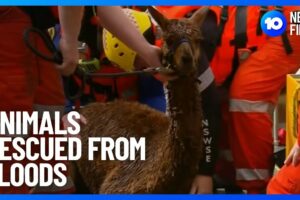 Animals Rescued From Floods | 10 News First