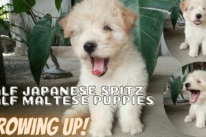 CUTE PUPPIES GROWING UP|0-8WEEKS HALF JAPANESE SPITZ+MALTESE PUPPIES