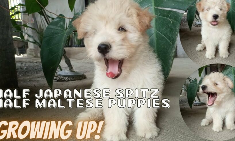 CUTE PUPPIES GROWING UP|0-8WEEKS HALF JAPANESE SPITZ+MALTESE PUPPIES