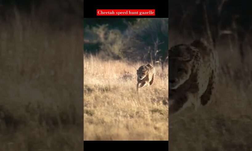 Cheetah high speed gazelle hunt|animal planet#viral#trending#shorts🐯🦁🐱