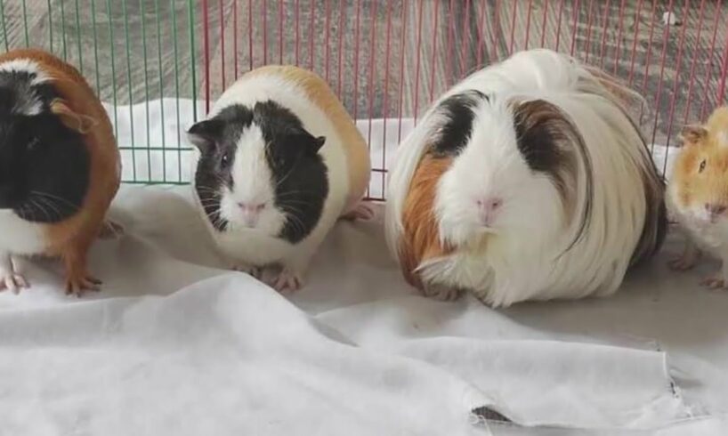 Colorado animal rescue takes in over 500 guinea pigs