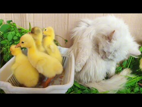 Cute Duckling and White Cat playing Together | Funny Animals