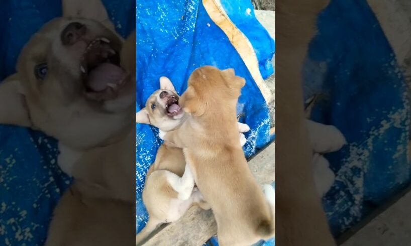 Cute Puppies fighting together #dog fighting #puppies fight #angry puppies