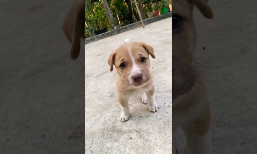 Cute Puppies🤩 #running puppy #funnyshorts