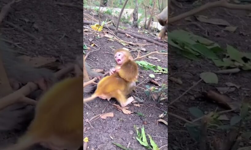 Cute babies playing happily #animals #babyanimal #babymonkey #monkeymonkey #babyprimate #cute #funny