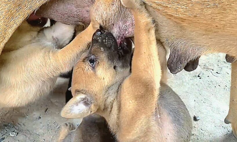 🐶🐶Cute puppies Baby tremble with breastfeeding🥰🥰 #puppy #puppies #puppyplaytime #doglover  #dog