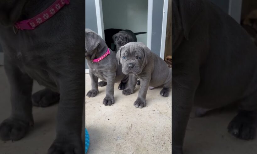 Cute puppies     #corso #dogbreed #dog #canecorsolovers #canecorso #puppy #mastiff