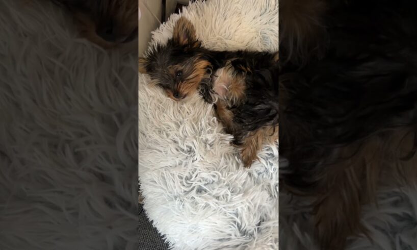 Cute puppies laying on bed❤️