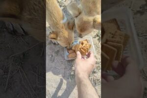 Cute puppies morning breakfast #shorts #puppy #dogsound #sound #breakfast #streetdog #streetpuppies