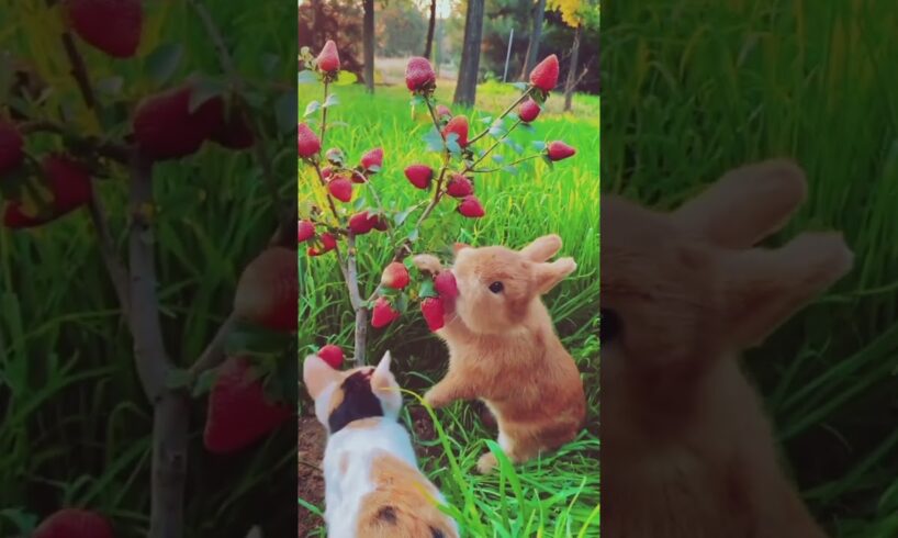 Cute rabbit eating videos #rabbit #animals #bunny #shorts #trending