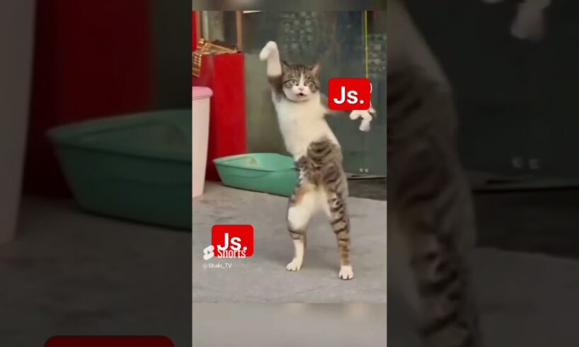 Dancing cat | Cat playing #animals #trending #trendingshorts