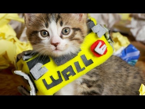 Disney Pixar's WALL-E (Cute Kitten Version)