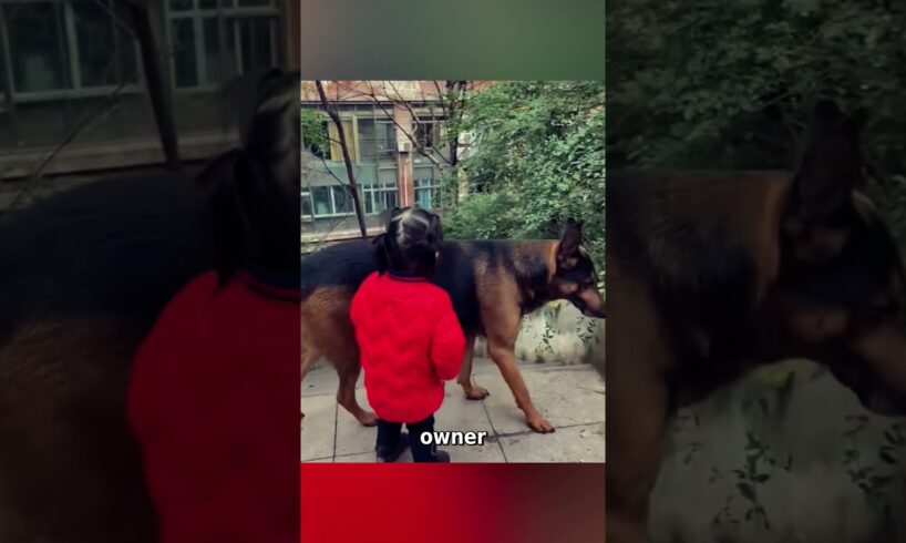 Dog Saves Little Girl From Potential Accident