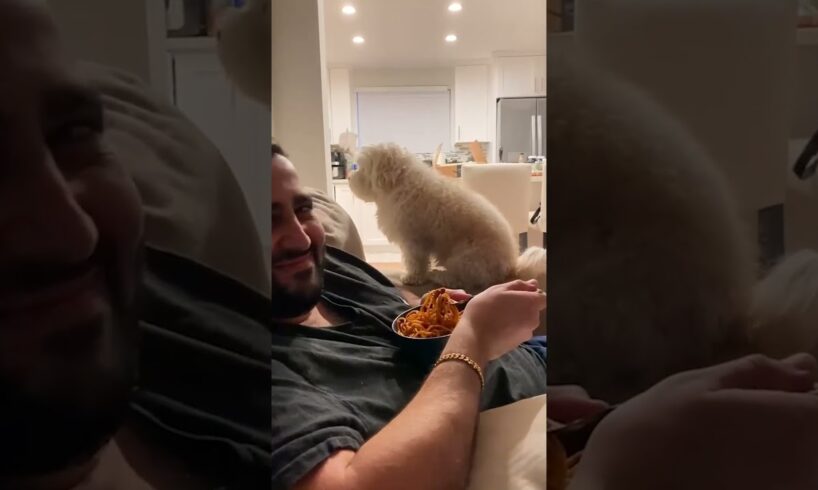 Dog does a subtle food beg 🤣 (🎥: ViralHog)