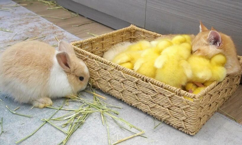 Ducklings jump into the basket to sleep with kitten Loki while bunnies run around