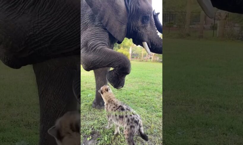 Elephant and Hyena Playing in a garden.#animals, #animalplanet, #elephant #dubai