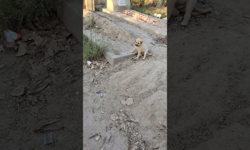 Found The Cutest Puppies in Graveyard 🥺🐶  #shorts