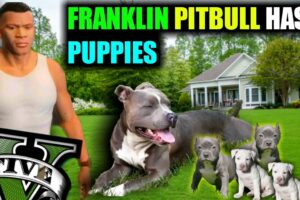 Franklin PITBULL DOG Pet Has Puppies 💓🎊 IN GTA V (Cute Puppies)