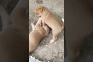 Funny Puppies fighting each other🤣 #Cute puppies #funnyshorts #shorts