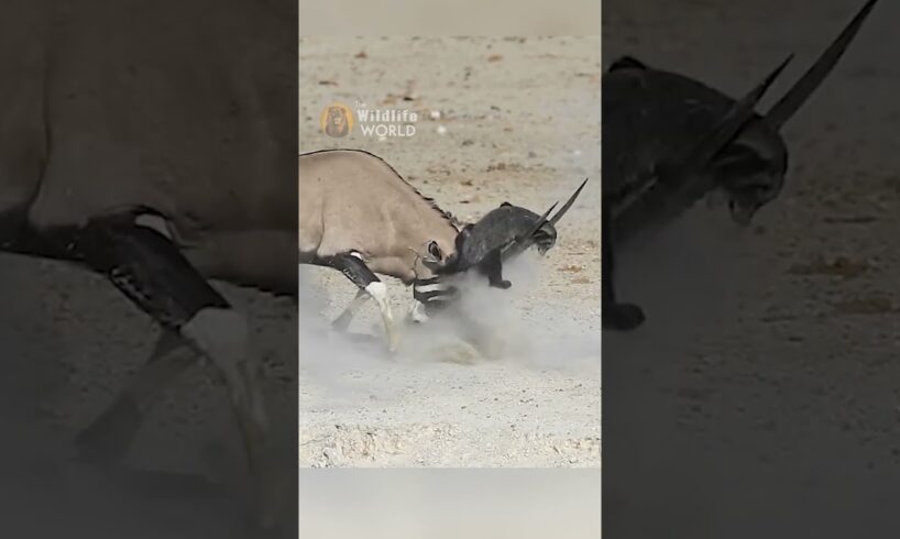 Honey Badger messed with the wrong Oryx #shorts