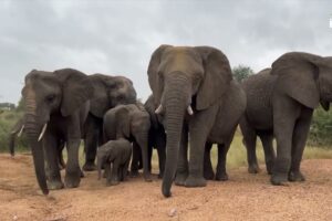 How To Identify Some of the Elephants in the Rescued Herd