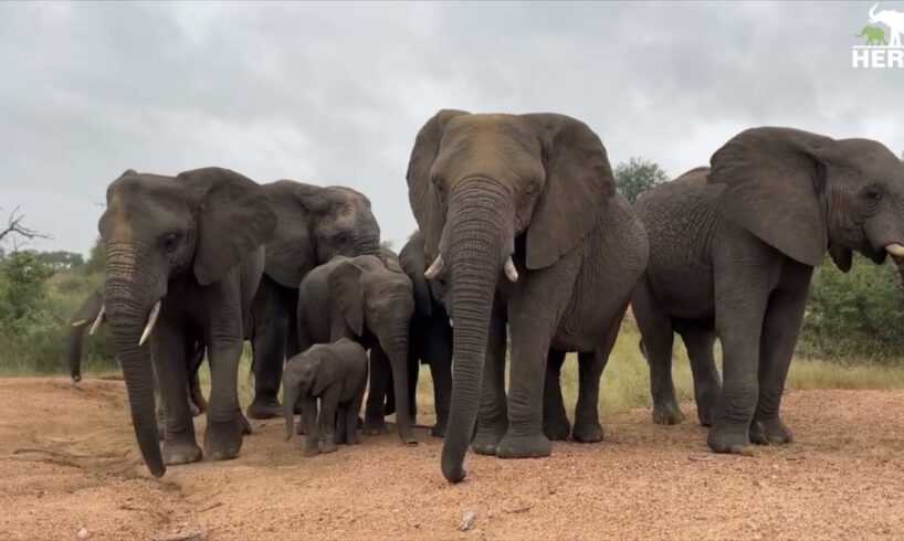 How To Identify Some of the Elephants in the Rescued Herd