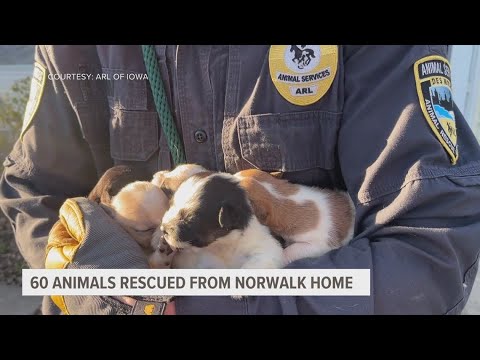 Iowa ARL: 60 animals rescued from Norwalk home