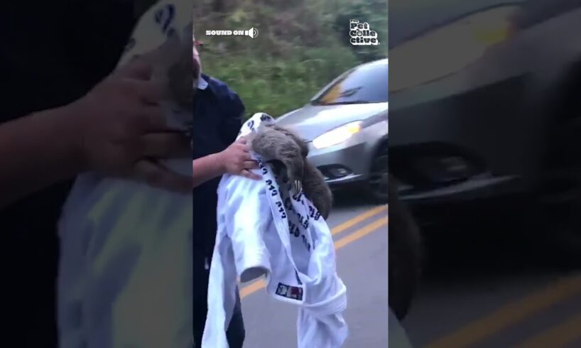 Kind Stranger Rescues Sloth from Street