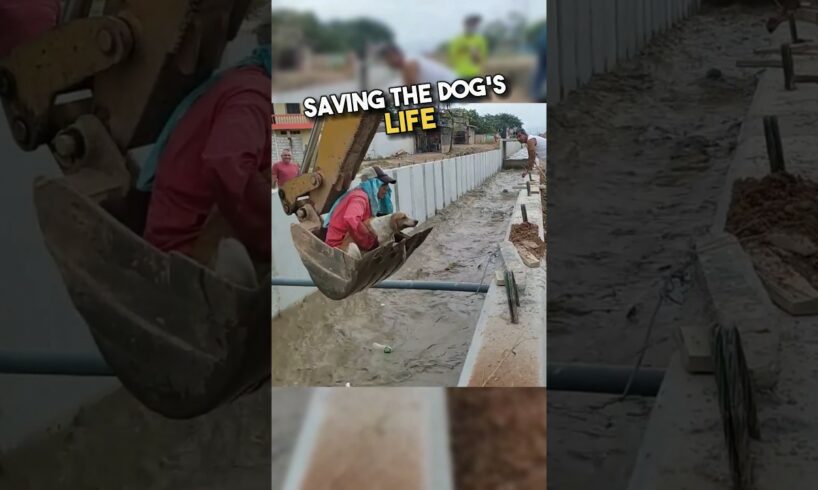 Kind workers rescues stray dog from drowning🥹❤️#shorts