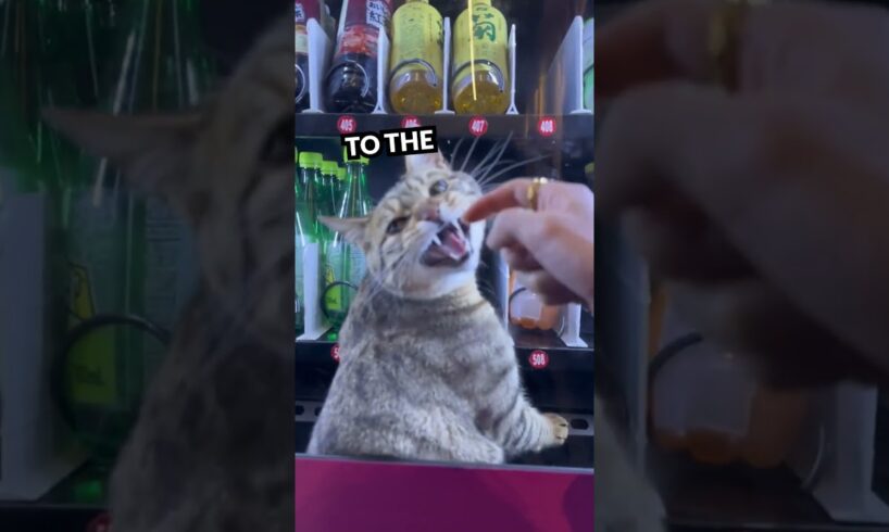 Kitty Rescue! Lady Frees Cat from Vending Machine 🐱❤️ #shorts