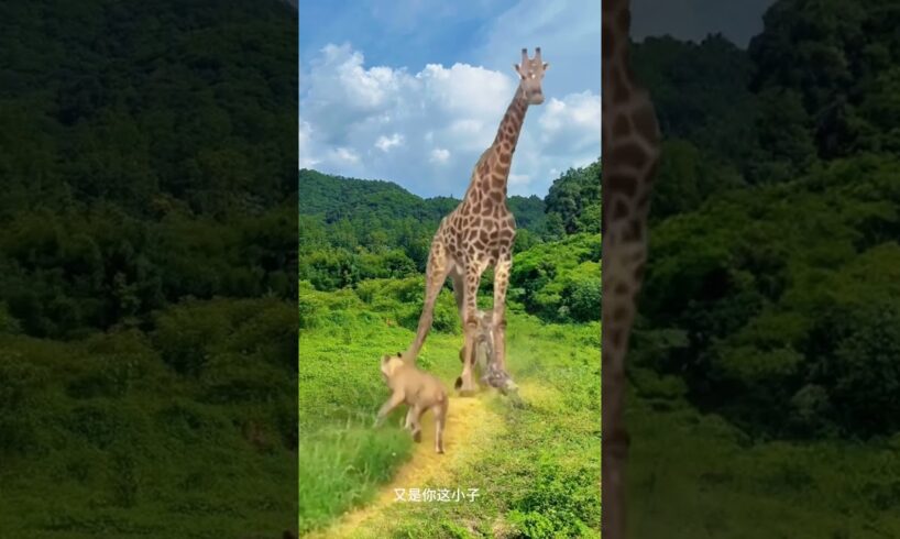 Lion is afraid of wild animals at close range, giraffe, animal fighting competition