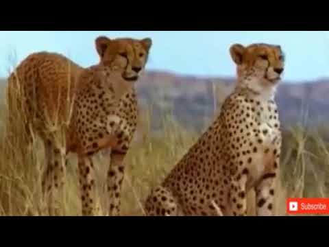 Lion vs Leopard   Most Amazing Moments Of Wild Animal Fights