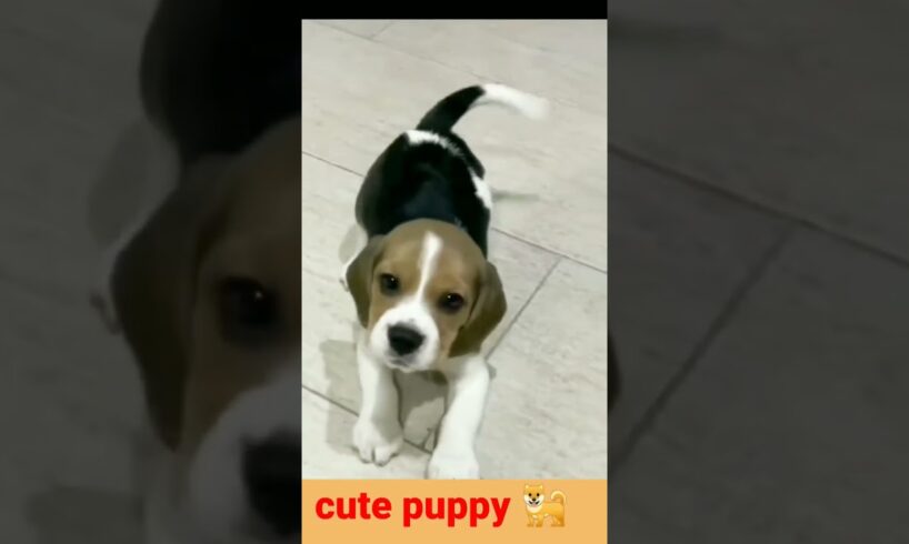 Lovely baby dog#puppy barking#5kviral#shorts