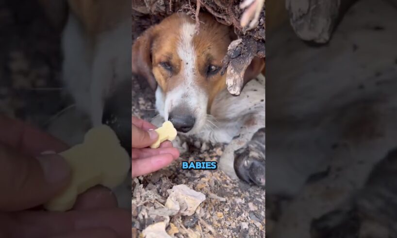 Man rescues abandoned dog family!🥺 #shorts