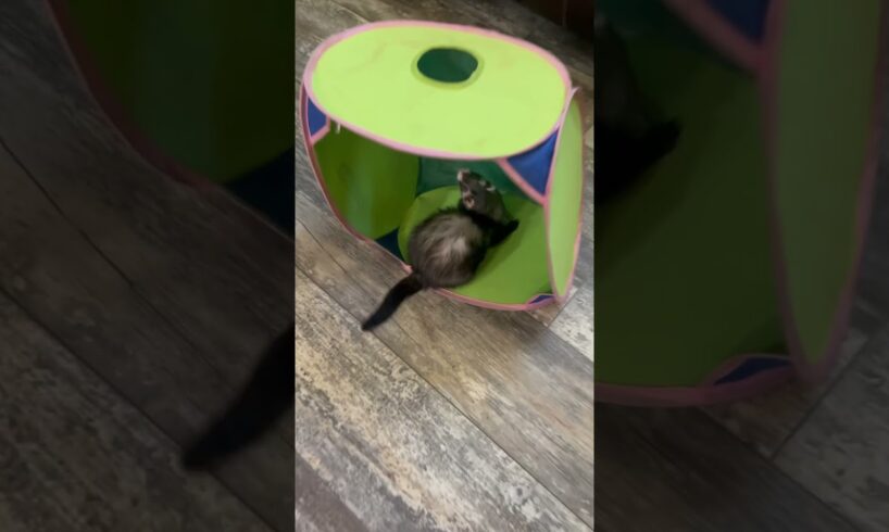 Mia The Ferret Playing!! #shortsvideo #funny #subscribe #sub #animal #cutepet #ferret