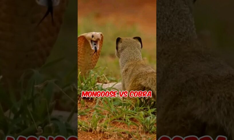 Moment Mongoose VS King Cobra #animals #wildanimals #animalfight