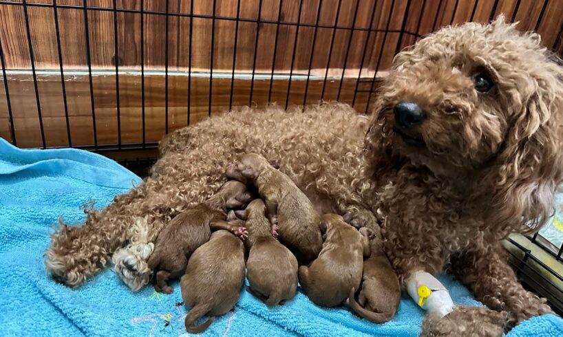 Mother and cute puppies