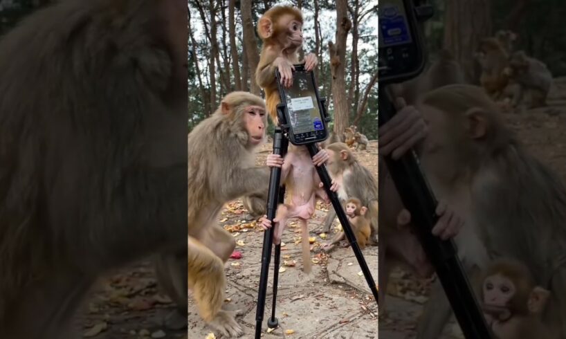 My camera Stan climb monkey baby play #monkey #monkeylove #animals #monkeybaby #funny #monkeymonkey