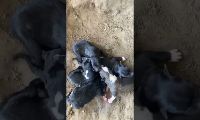 Naila ne puppies de diye 🙏🏽🧿 #cute #puppies #dogs #love #desidog #indiedog #bulandshahr