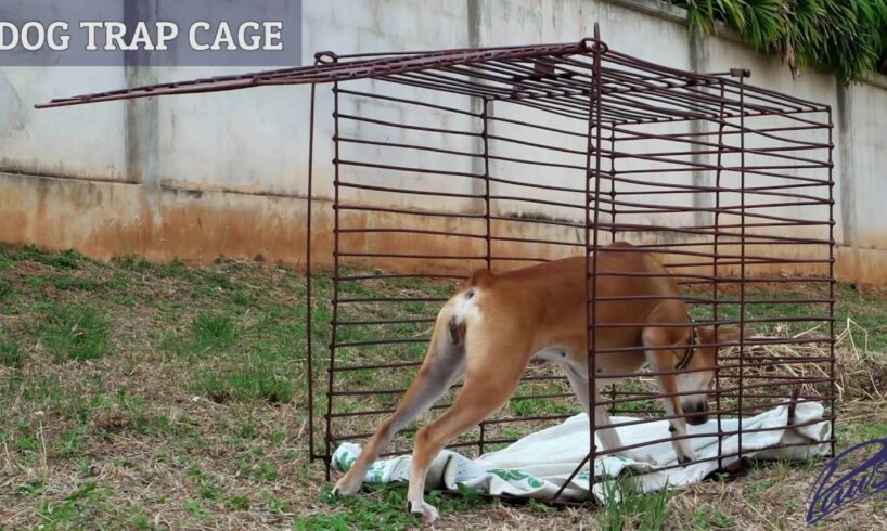 PAWSS Dog Trap Cage - How to catch a stray dog in Thailand