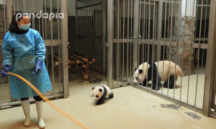 Panda keeper gives the baby cub back to his mum