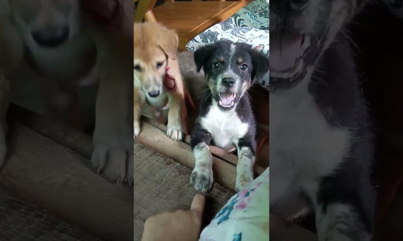 Puppy 🐾🐕Cute puppies begging for some Thingyan food #puppy #shorts #reels #dog