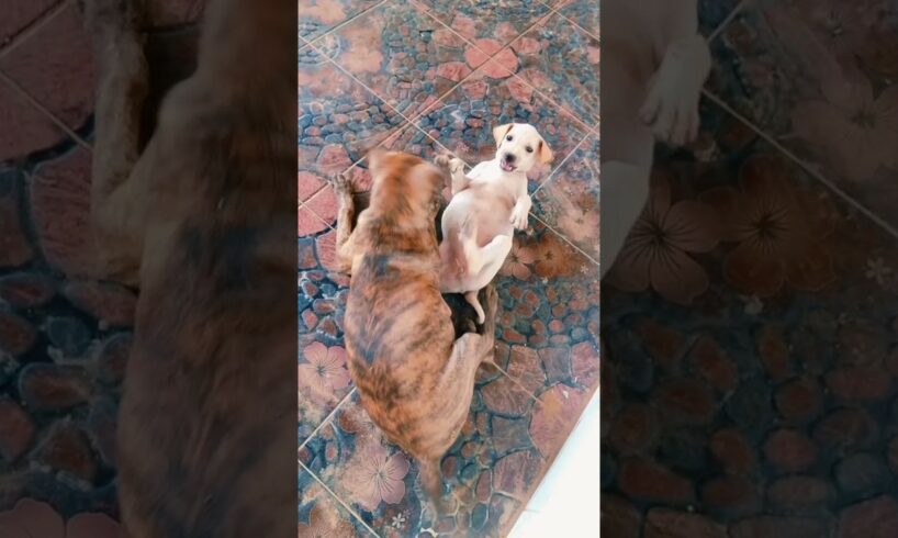 Puppy play 🥰♥️ #puppy #animals #dog #dogsound #doglover