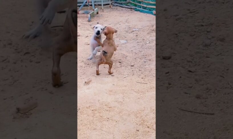 Puppy play #puppy #animals #doglover #cute #dog