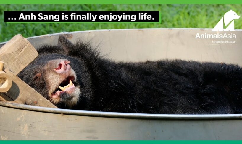 Rescued moon bear Anh Sang feels the love