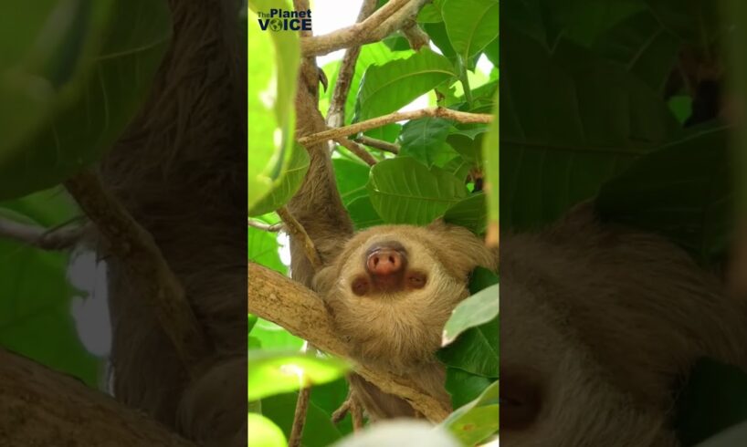 Sloth Facts | Why Sloths Are Important | #sloth #animals #ecosystem #environment #shorts