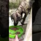 Stray Dog Who Looked Like A Dinosaur Is So Fluffy Now | The Dodo