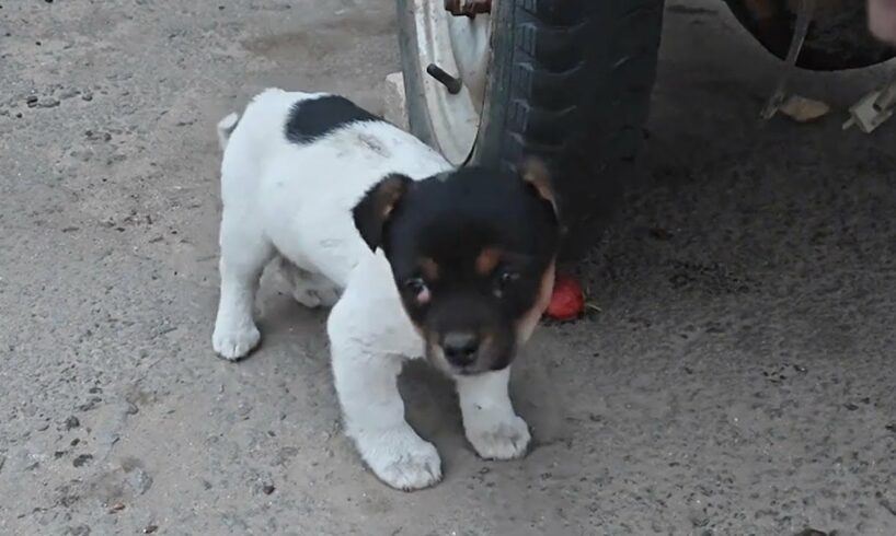 The Puppy Was Abandoned Due To Illness And The Owner Did Not Want To Spend Money On Treatment