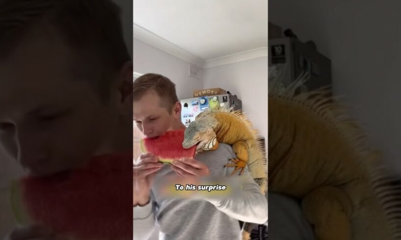 The man rescued a green iguana from a dog’s mouth. #shortvideo #animals #pet #lizard #shorts